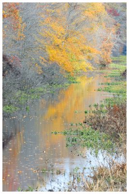 Fall Swamp Canvas