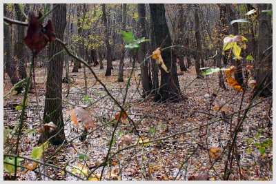 Mingo Swamp