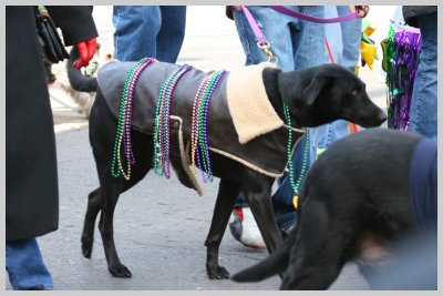 Barkus Pet Parade