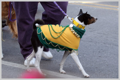 Barkus Pet Parade