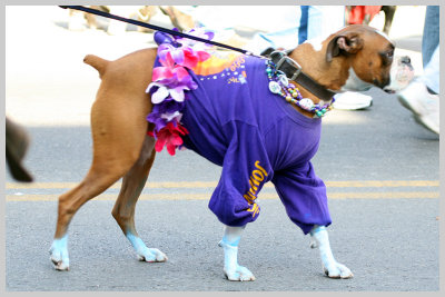 Barkus Pet Parade