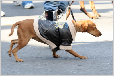 Barkus Pet Parade