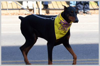 Barkus Pet Parade