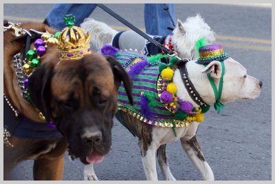 Barkus Pet Parade