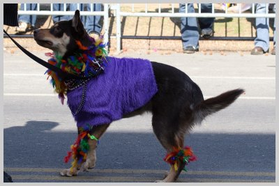 Barkus Pet Parade