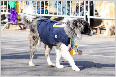 Barkus Pet Parade