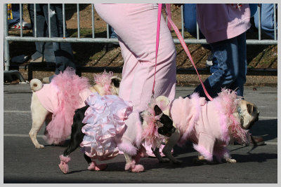 Barkus Pet Parade