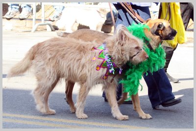 Barkus Pet Parade