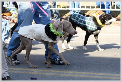 Barkus Pet Parade