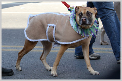 Barkus Pet Parade