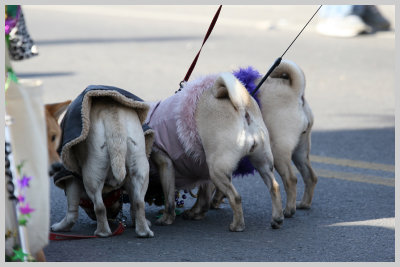 Barkus Pet Parade