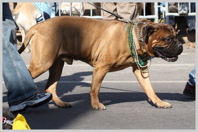 Barkus Pet Parade