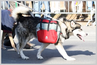 Barkus Pet Parade