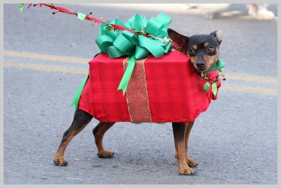 Barkus Pet Parade