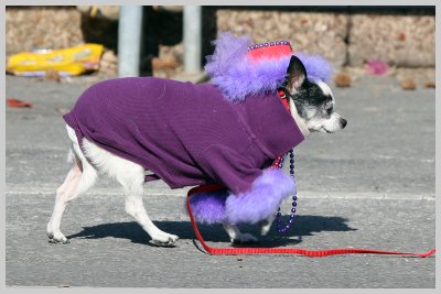 Barkus Pet Parade