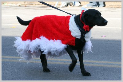 Barkus Pet Parade