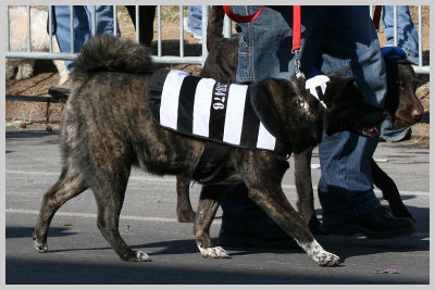 Barkus Pet Parade