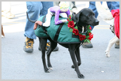 Barkus Pet Parade