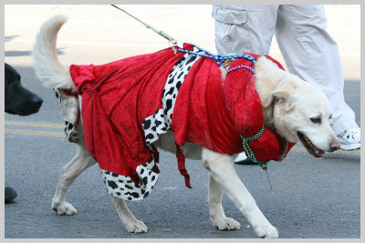 Barkus Pet Parade