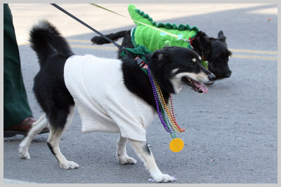 Barkus Pet Parade