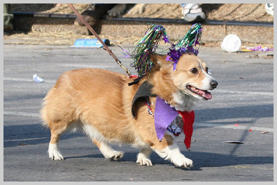 2007 Barkus Pet Parade - St. Louis Mardi Gras