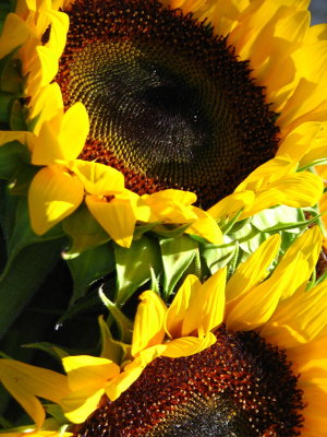 Sunflowers in the backyard Sag Harbor Hamptons NYC New York