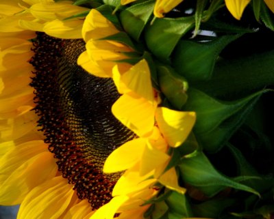 IMG_7334.jpg Sag Harbor Hamptons Sunflowers