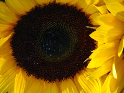 IMG_7335.jpg Sag Harbor Hamptons Sunflowers