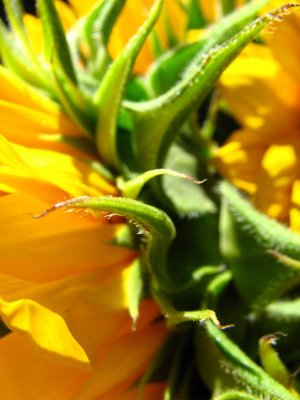 IMG_7341.jpg Sag Harbor Hamptons Sunflowers