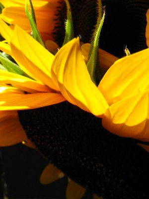 IMG_7343.jpg Sag Harbor Hamptons Sunflowers