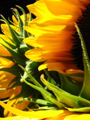 IMG_7344.jpg Sag Harbor Hamptons Sunflowers