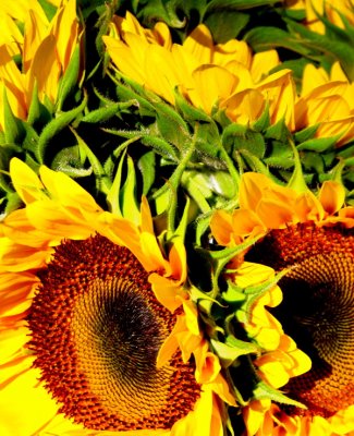 IMG_7346.jpg Sag Harbor Hamptons Sunflowers