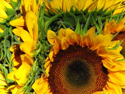 IMG_7350.jpg Sag Harbor Hamptons Sunflowers