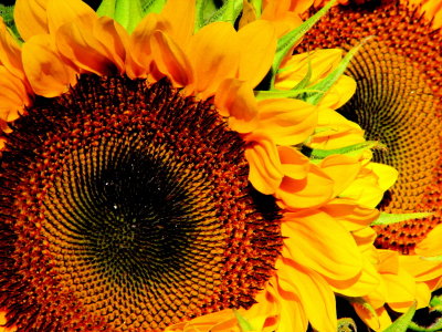 IMG_7353.jpg Sag Harbor Hamptons Sunflowers
