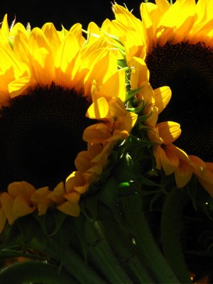 IMG_7360.jpg Sag Harbor Hamptons Sunflowers