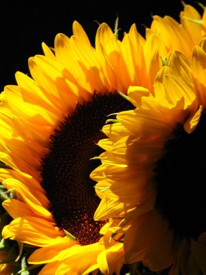IMG_7361.jpg Sag Harbor Hamptons Sunflowers