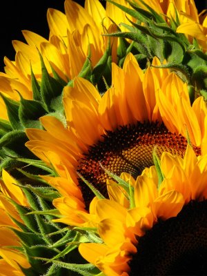 IMG_7363.jpg Sag Harbor Hamptons Sunflowers