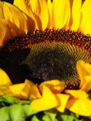IMG_7371.jpg Sag Harbor Hamptons Sunflowers