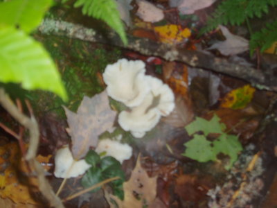  fungi at dusk