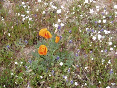 antelope_valley