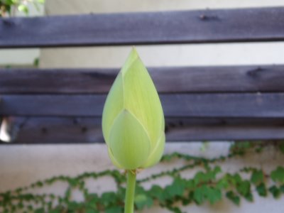 lotus bud