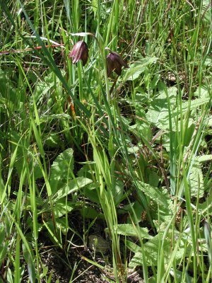 chocolate lilly