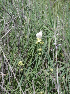 cabbage white