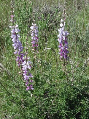 lupines