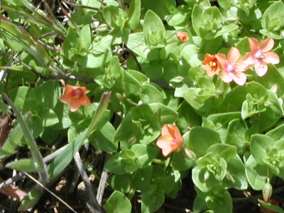 scarlet pimpernel