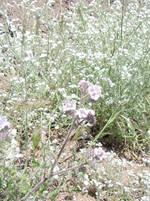 phacelia