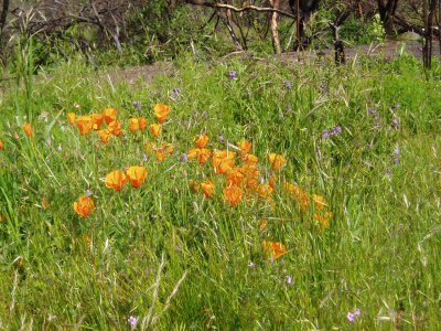 poppies