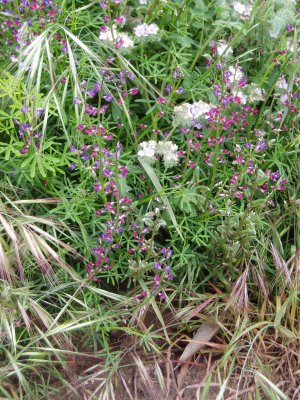 collar lupine and phacelia