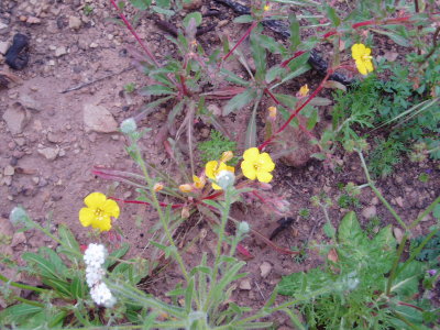 evening primrose?