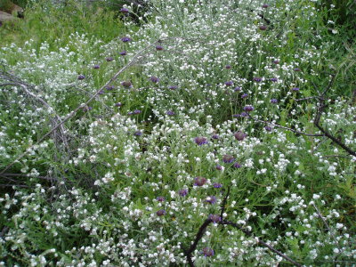 chias and popcorn flowers